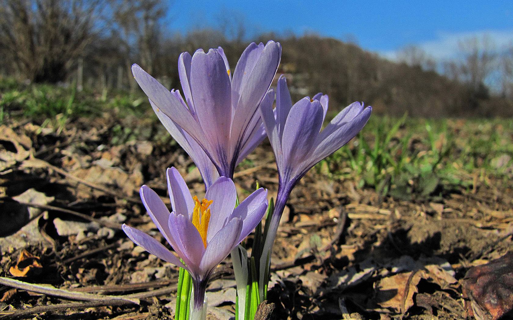 Fiori ambientati